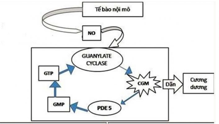 Cơ chế tác dụng của thuốc nhóm ức chế PDE5